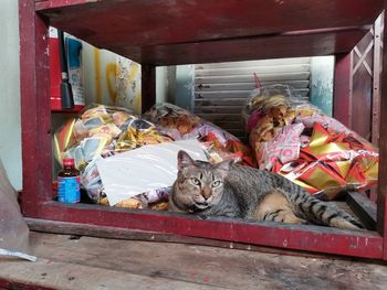 Cat sleeping in a dog