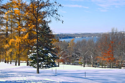 Trees on field during winter