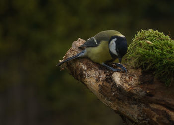 Close-up of bird perching on tree