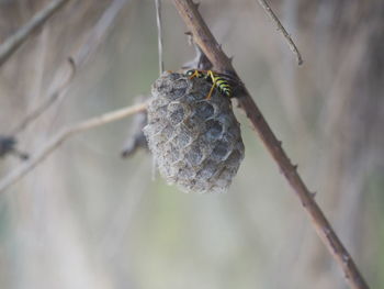 Wasp nest close-up