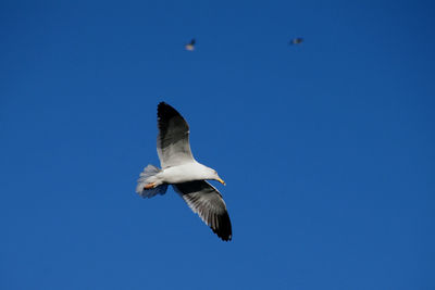 Low angle view of seagull flying in sky