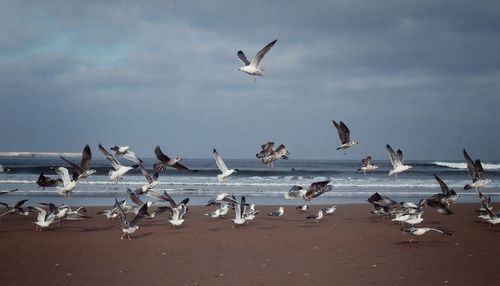 Birds flying over beach against sky