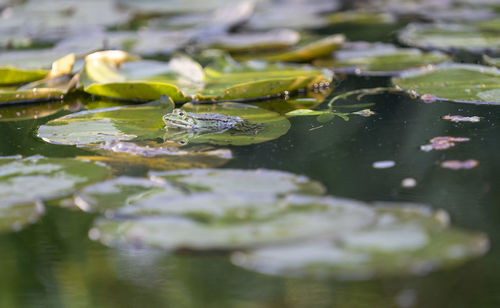 Lotus water lily in lake