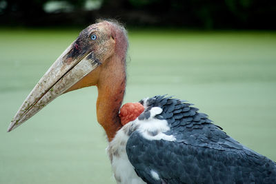 Close-up of pelican by water