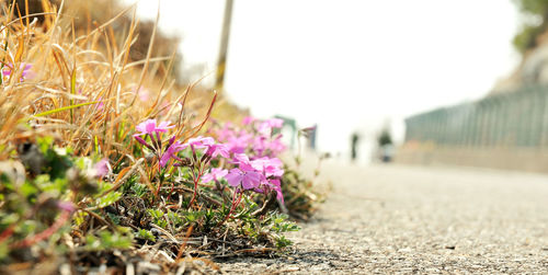 Close-up of flowering plants on field against clear sky