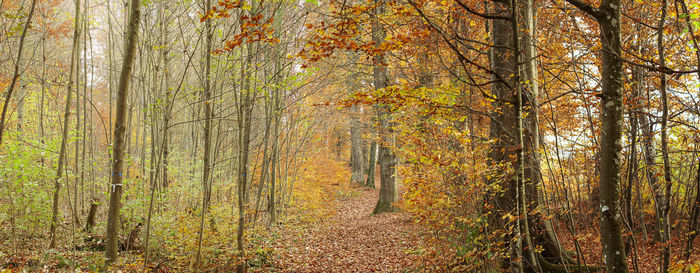 Pine trees in forest during autumn