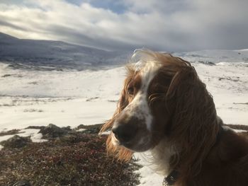 Dog looking away while standing on beach