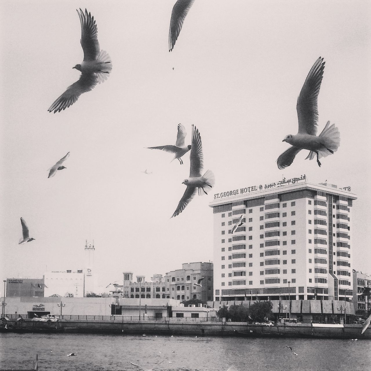 flying, bird, animal themes, animals in the wild, spread wings, wildlife, building exterior, architecture, built structure, mid-air, seagull, water, city, waterfront, one animal, flight, sky, flock of birds, low angle view