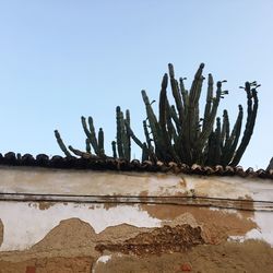 Cactus growing in desert against clear blue sky