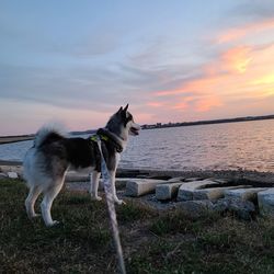 Dog standing in sea during sunset