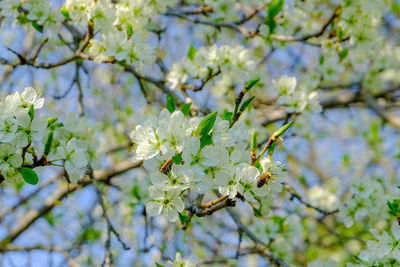 Low angle view of cherry blossoms in spring