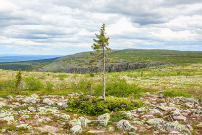 Old tjikko originally gained fame as the world's oldest tree