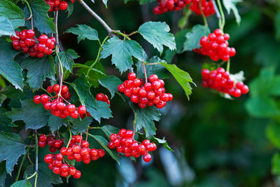 Red viburnum or guelder rose berries on bush - viburnum opulus red berries growing on plant