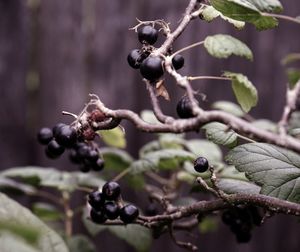 Close-up of berries growing on tree