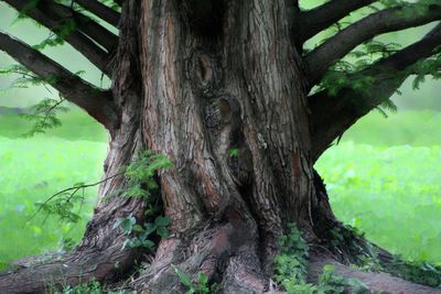 Close-up of tree trunk