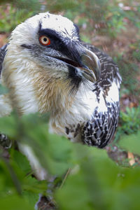 Close-up of owl perching on tree