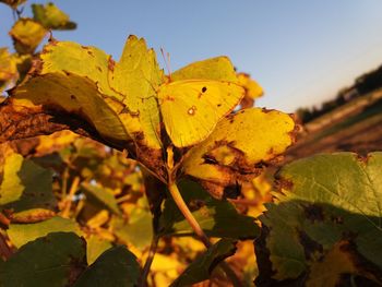 Close-up of yellow leaf on plant