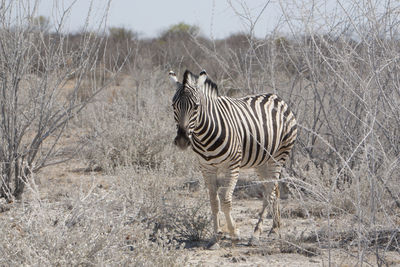 Zebra standing on field