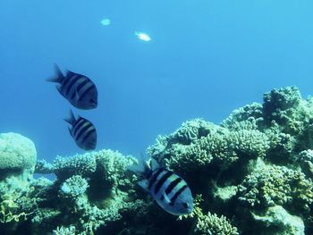 Fish swimming in sea