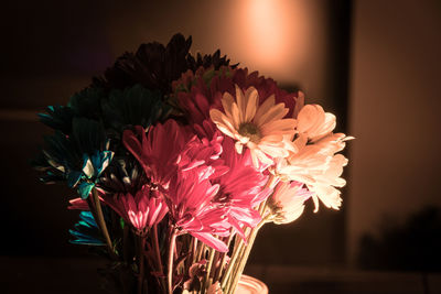 Close-up of flowers at night