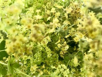 Close-up of yellow flowering plants