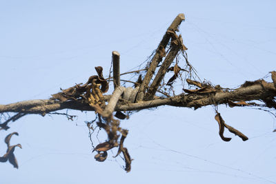 Low angle view of branch against sky