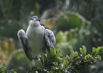 Close-up of bird perching on a plant
