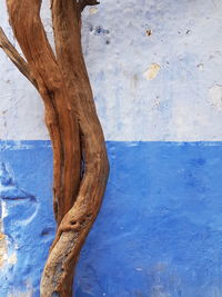 Close-up of tree trunk