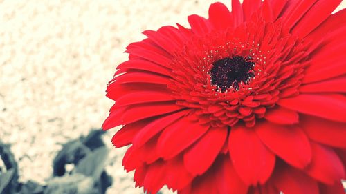 Close-up of red hibiscus blooming outdoors