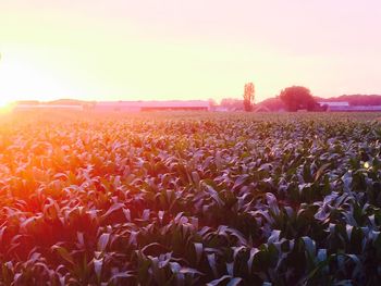 Yellow flowers growing in field at sunset