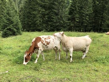 Cows standing in a field wiese kühe
