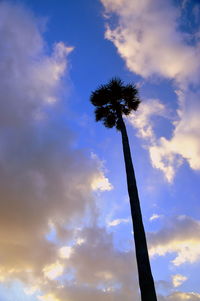 Low angle view of palm tree against sky