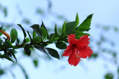 Full blossom red hibiscus red flower on the evening in the garden and sky in the background