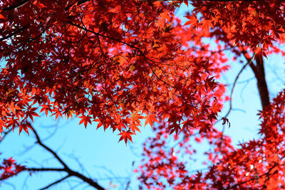 Low angle view of maple tree