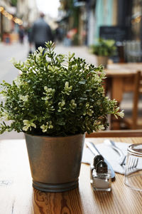 Potted plant on table