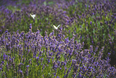 Beautiful violet flowers in a lavender field with butterflies