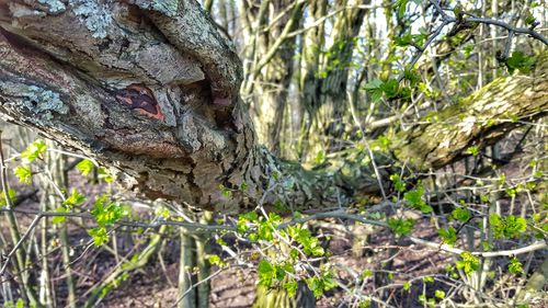 Plants growing on tree trunk