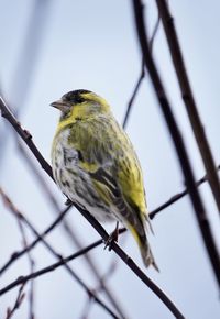 Low angle view of bird perching on branch against sky