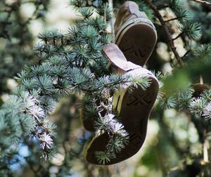 Low angle view of plant hanging on tree