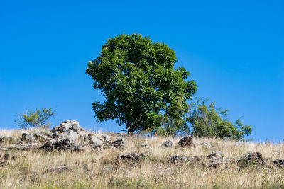 View of tree on field against clear blue sky