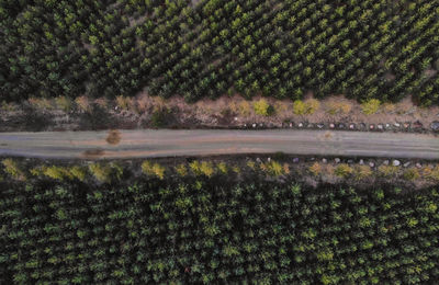 Scenic view of trees on field