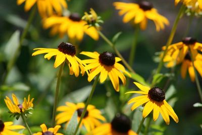 Close-up of yellow flower
