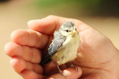 Close-up of a hand holding small bird