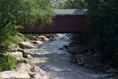 Scenic view of river in forest