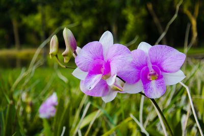 Close-up of purple flowering plant on field