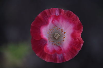 Close-up of red poppy