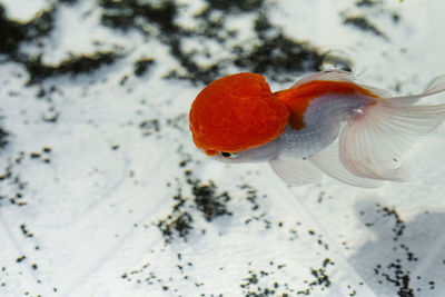 Oranda goldfish swimming in an improvised fish tank