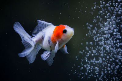 Close-up of fish swimming in sea