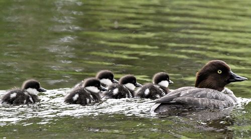 Ducks in a lake