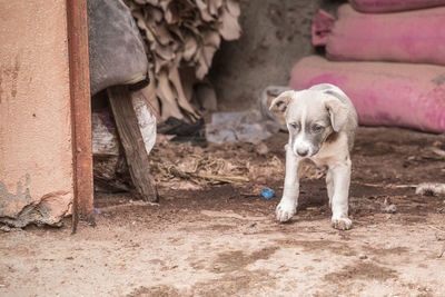 Dog on dirt road